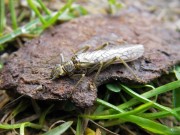 Perla maxima, Slovenia stonefly