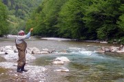 Jumping rainbow trout in fast river