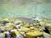 Bistrica brown trout, June