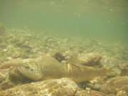 Brown trout resting