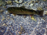Rainbow trout restin on gravel