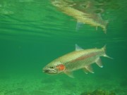Rainbow trout with reflection