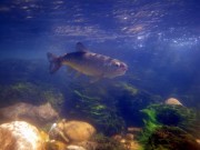 Brown trout in Sava river Radovljica