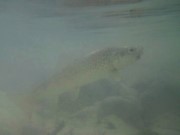 Soca river ghost, Marble trout