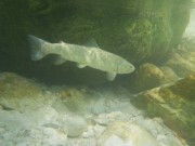 Light colored marble trout, Slovenia