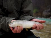 Pale Marble trout