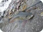 Huchen Danube salmon Slovenia