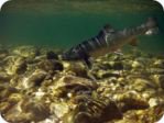 Brook trout
