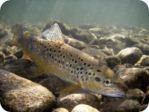 Brown trout