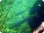 Danube salmon