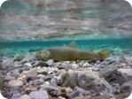 Marble trout