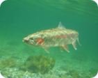 Rainbow trout