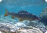 Grayling