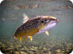 Brown trout