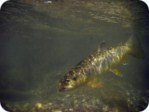 Brown trout