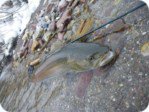 Danube salmon