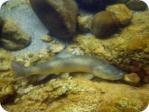 marble trout 3