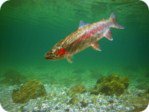 Rainbow trout