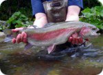 Rainbow trout