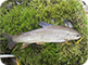 browntrout
