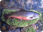 Brook trout