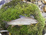 Brown trout