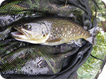 Brown trout