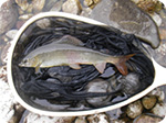 Grayling