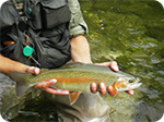 Rainbow trout