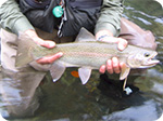 Rainbow trout