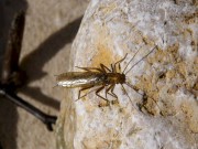 Golden stonefly