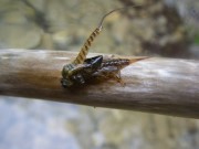 Mayfly hatching Slovenia