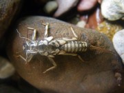 Stonefly case on stone