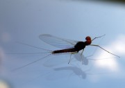 Mayfly on glass