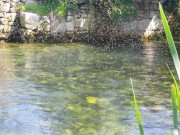 Mayfly hatch