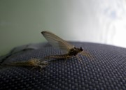 Mayfly hatched