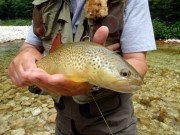 Marble trout July
