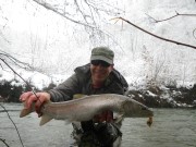 Lustrik and Huchen, Danube taimen, Salmon, snow So