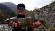 Marble trout, W