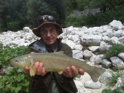 Marble trout, Tolmin