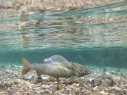 Grayling under water Slovenia
