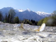 Rainbow trout and Alps