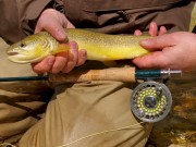 Marble trout, Orvis