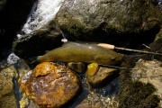 Marble trout, stones, rod