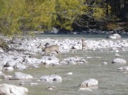 Deer on the river