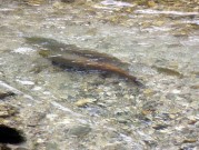 Huchen, Danube taimen, salmon spawning