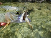 Hungry rainbow trout