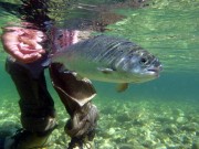 Rainbow trout back home to Sava