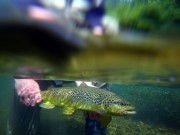 Brown trout back home to Unica, spring creek