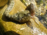 Snake and sculpin